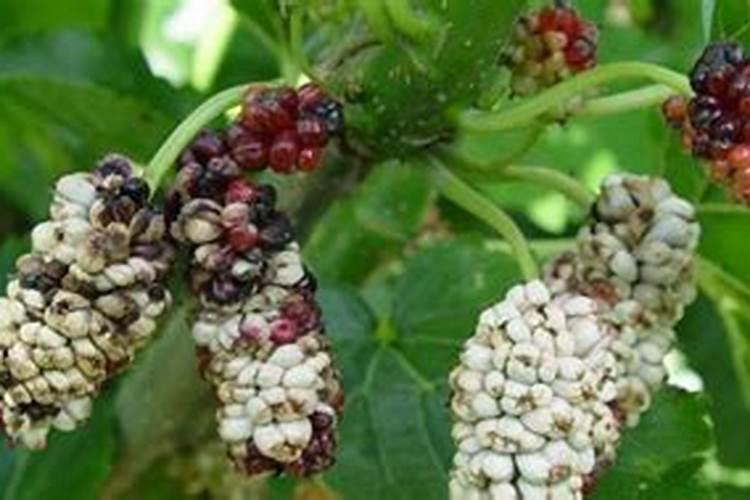 长果桑掉果怎么处理