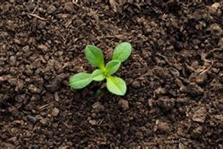 土壤太硬最怕三个东西