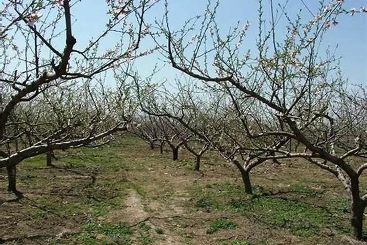 辣椒除草剂打到辣椒上没事吧 辣椒除草剂什么时候打合适