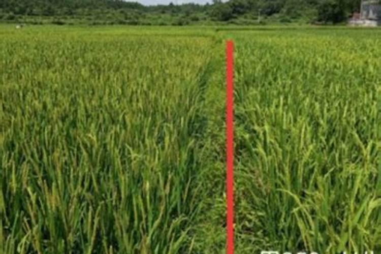 长寿花浇什么肥料合适