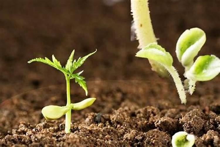 化肥怎么看出来真假