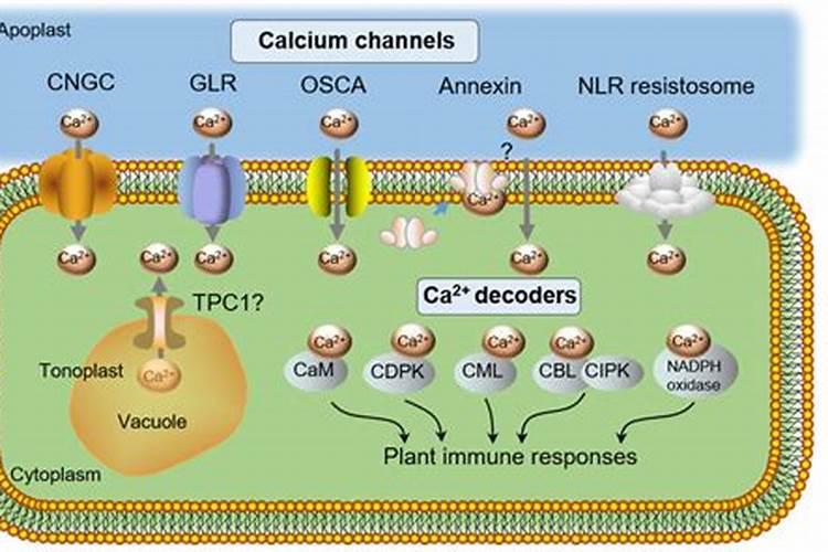 葡萄什么时候补充钙肥