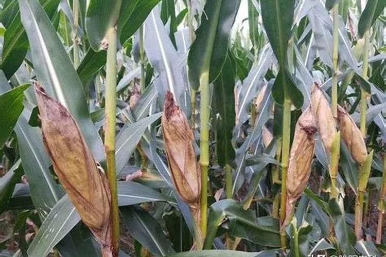 玉米控旺能加芸苔素吗 什么时候喷施效果好