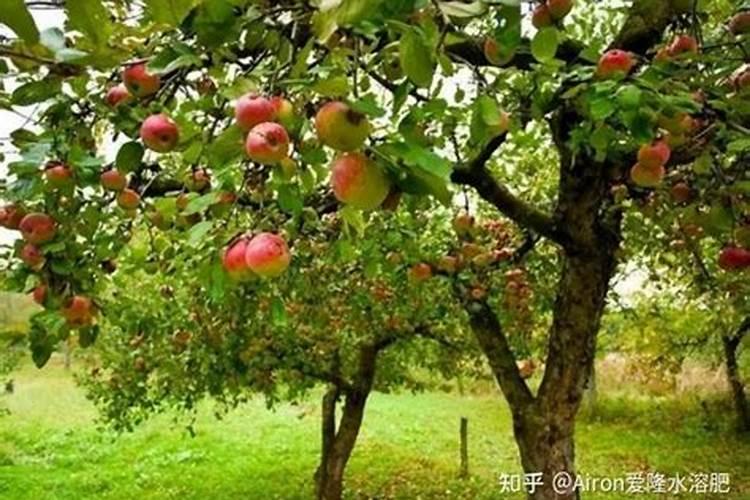 绿化树用什么肥料最好