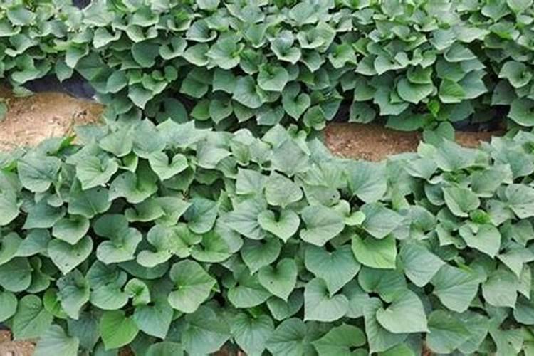 种植土豆一亩地需要多少有机肥 不致有脱肥现象