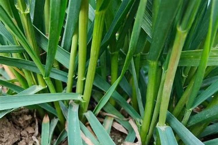 小麦分蘖期喷什么叶面肥