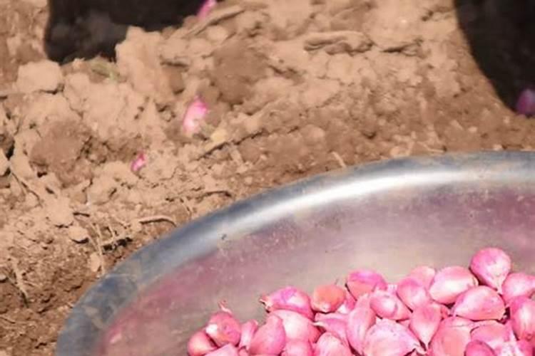 如何使大蒜分办,如何使大蒜长的大,办多