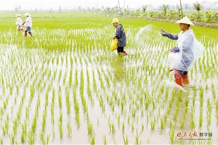 深施氮肥常用的方法有哪些