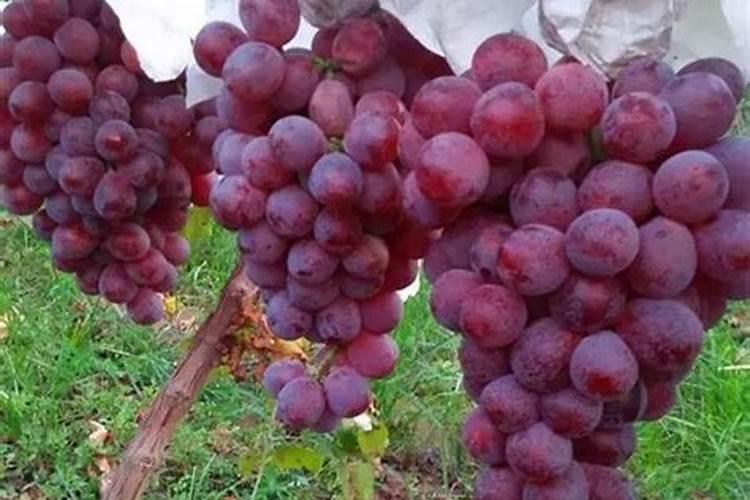 7月16日沈阳稻谷多少钱