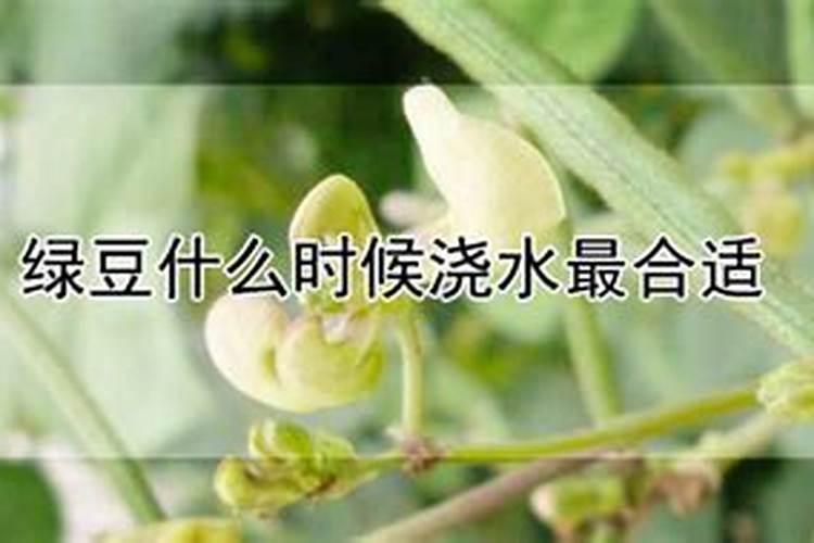 绿豆打什么药能高产和上什么肥料？