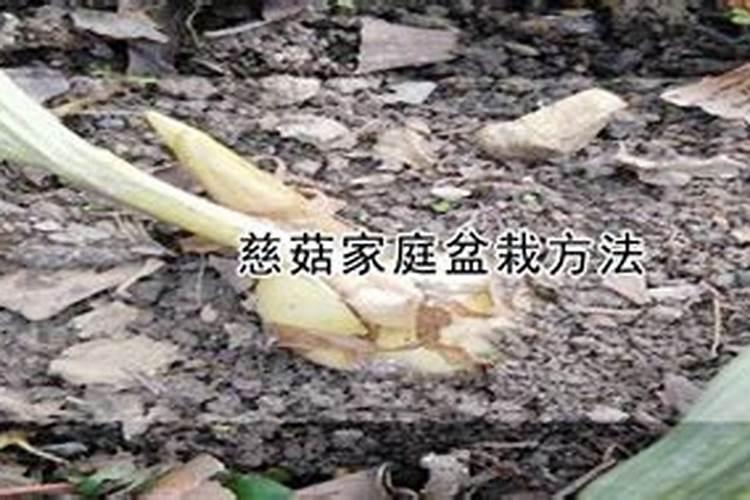 稻田地有野慈菇用什么农药？