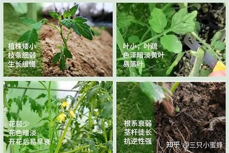 请问问一下川芎施肥时没有农家施什么肥最好？