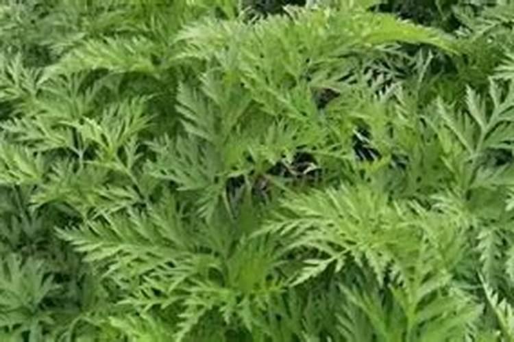 【降香】的功效与作用