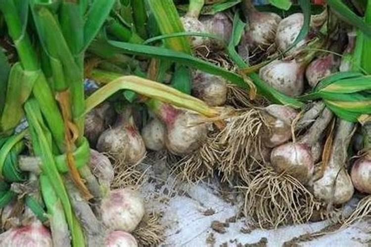 大蒜 应该施什么样的肥？