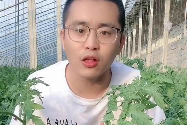 树施肥多了吊针管用吗