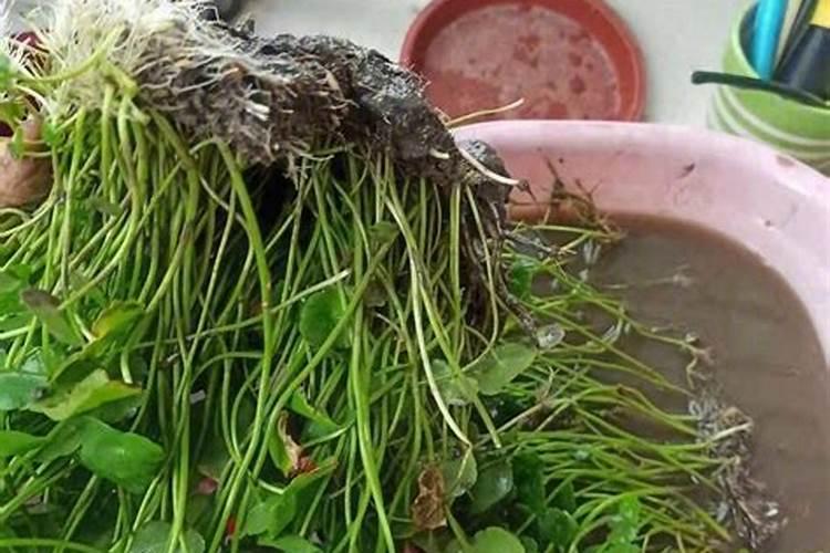 铜钱草要施什么肥