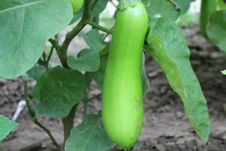 18188的含腐植酸的小麦专用肥能用在茄子辣椒上作底肥吗