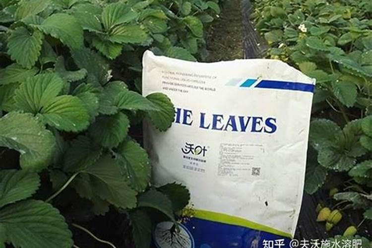 腐植酸叶面肥的具体作用是什么？什么时候用效果最好？
