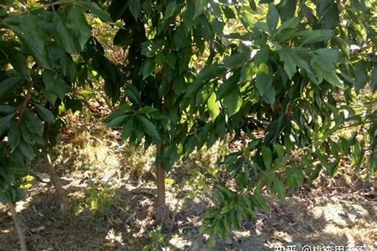 高品质花菜怎么施肥？这样做,花大味美销路好