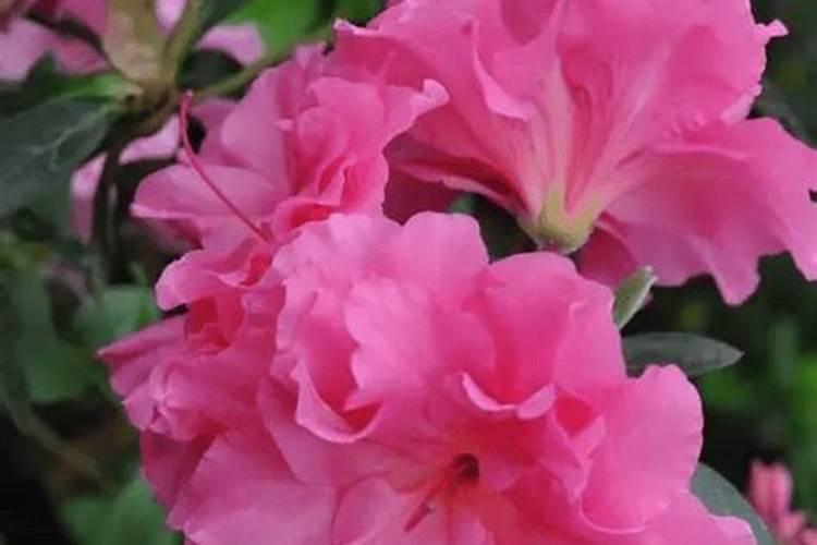春季杜鹃花怎么施肥 施什么肥才能开花
