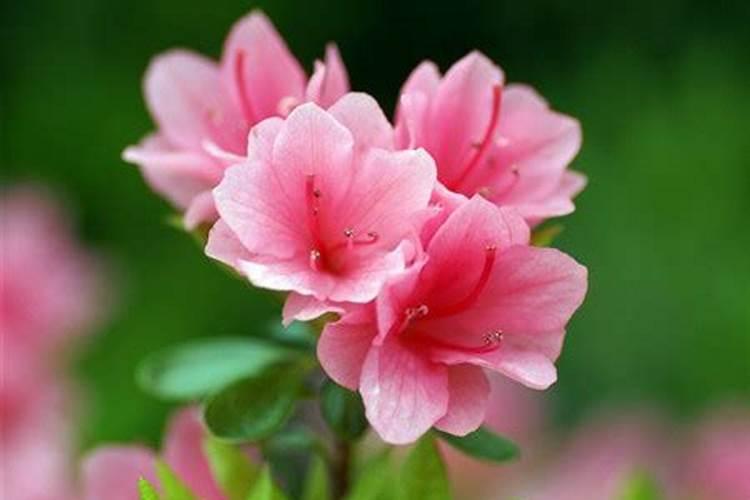 杜鹃花施什么肥合适