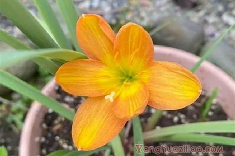 磷肥可以养多肉吗