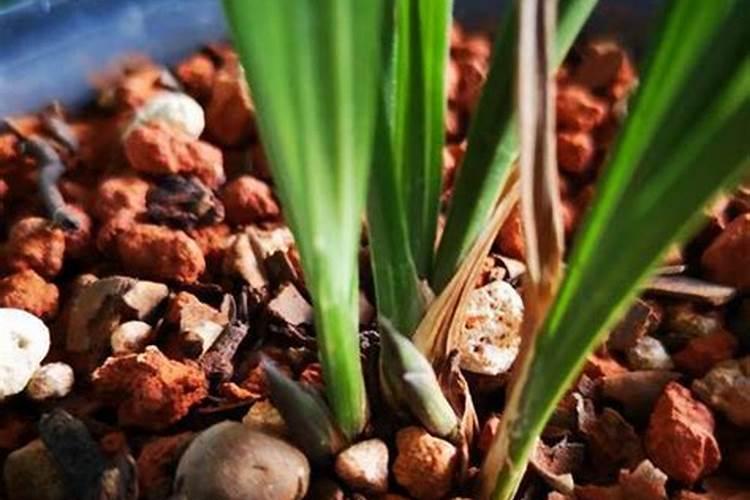 兰花如何施氮肥