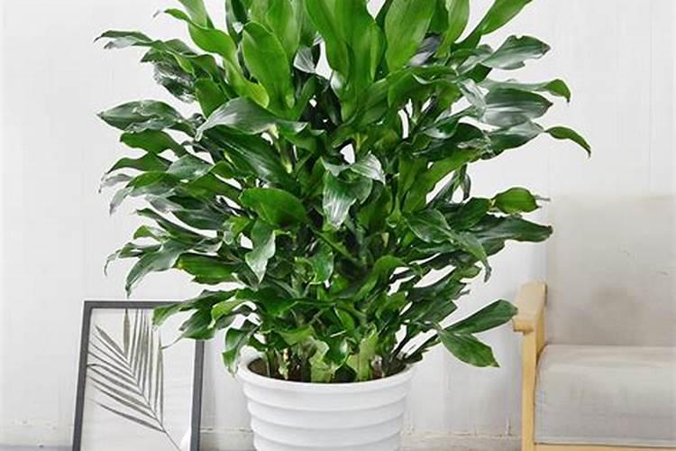 叶面肥十大品牌排行榜