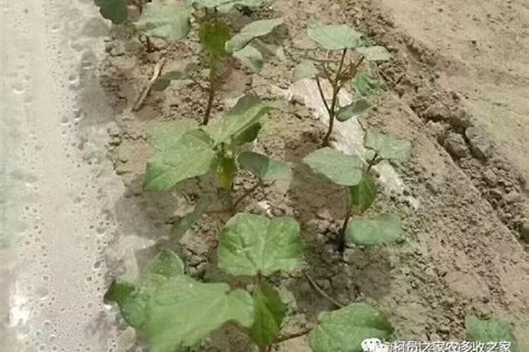 小麦上喷施硼肥有什么好处？拔节孕穗期喷2次,籽粒饱满能增产