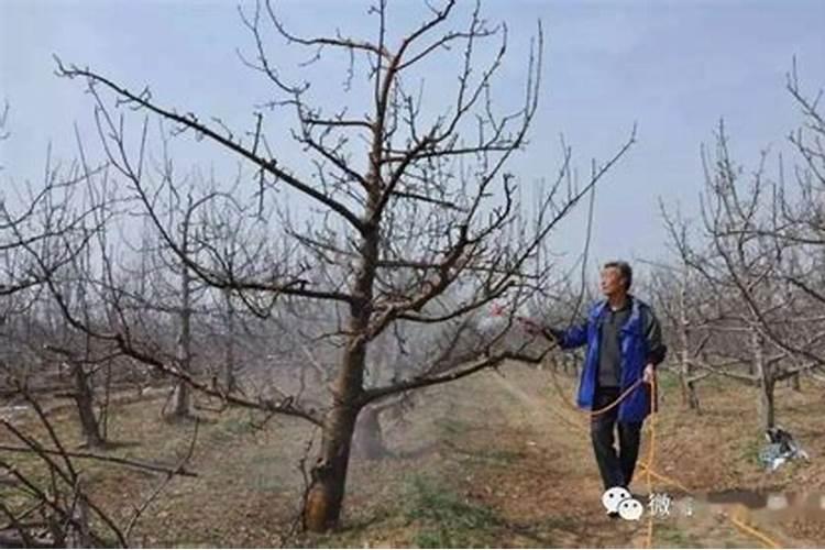 种植桃树的时候,哪些情况下需要喷洒叶面肥？