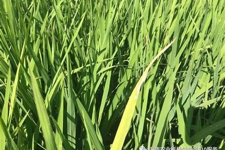 水稻田该如何施用硼肥