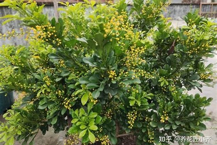 硝肽氮是哪种肥