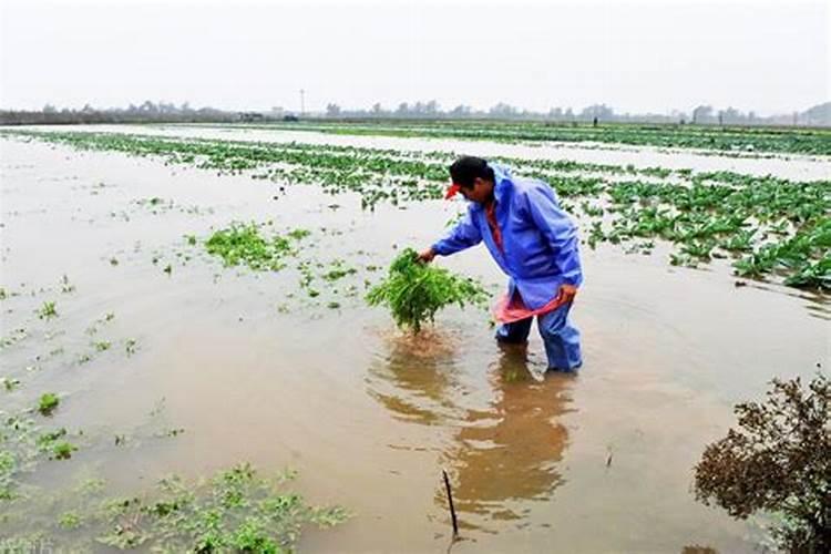 施肥选择在下雨前还是下雨后 施肥时间