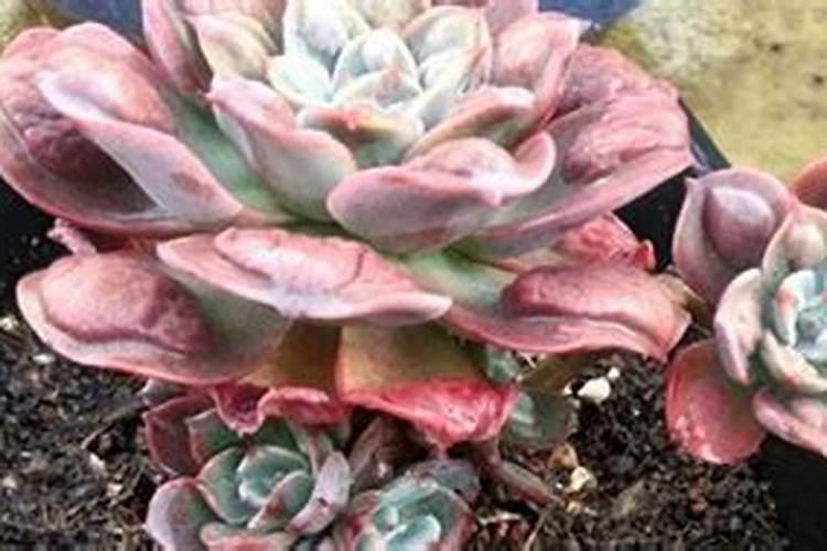 以色列冲施肥海法钾宝8号好吗？