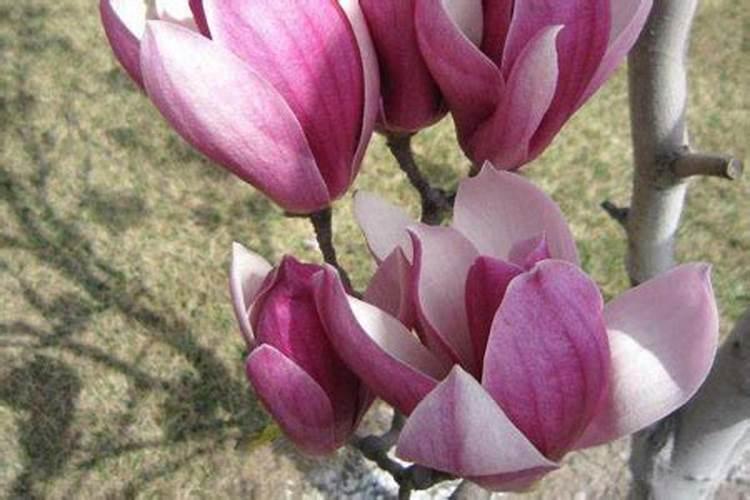 怎么自制氨基酸水溶肥