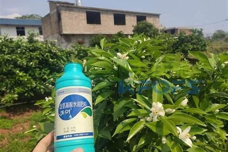 0.01%芸苔素的使用倍数