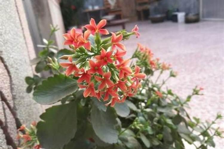 长寿花开花的时候能上肥吗 长寿花怎么施肥长得好