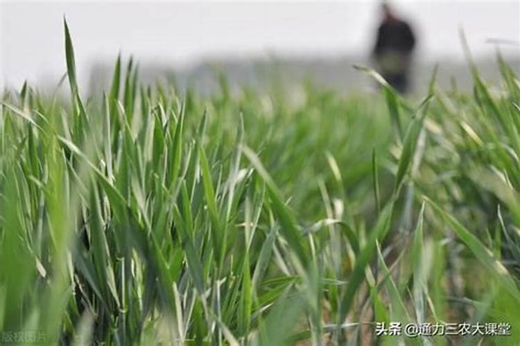 葡萄生根肥用什么好