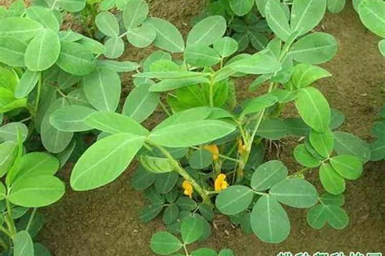 花生开花后施什么肥