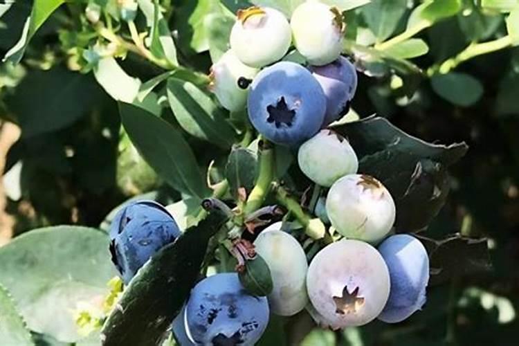 栀子花叶子枯萎了怎么救活