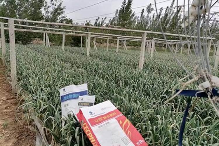 买的有机肥怎么施肥效果好