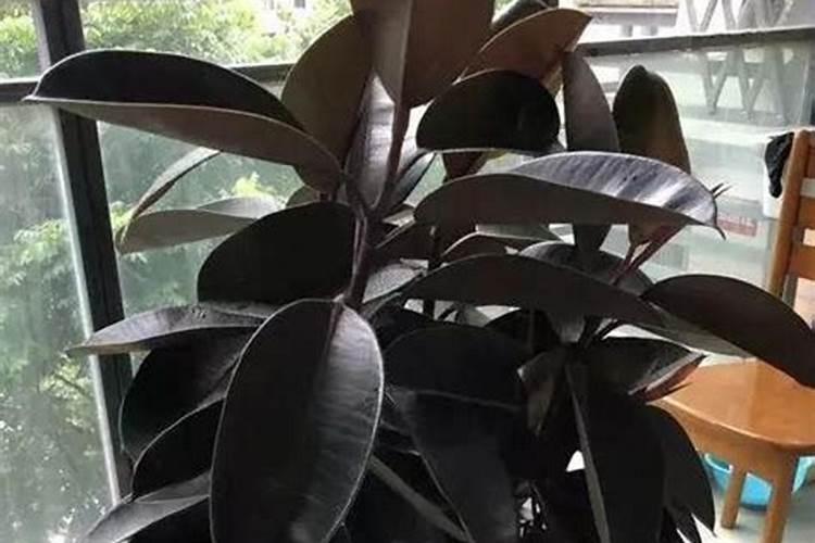 撒了复合肥能马上种菜吗