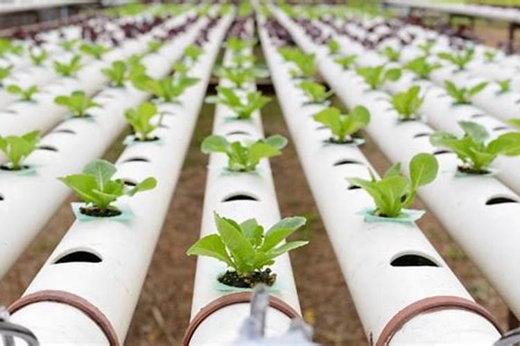 肽能氮肥是什么东西？ 肽能又是什么？