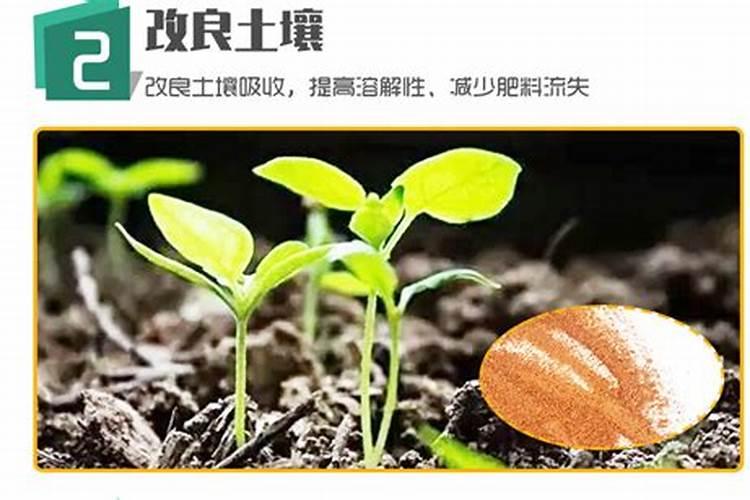 甜瓜需要打侧枝不