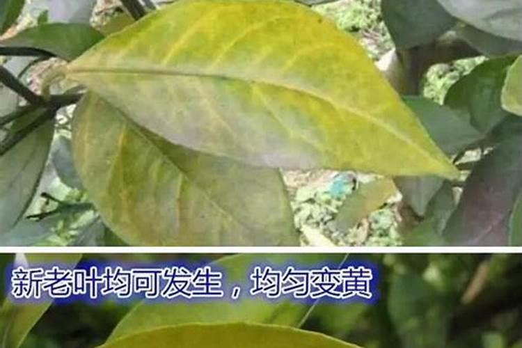 缺素病的症状与矫治方法怎样？