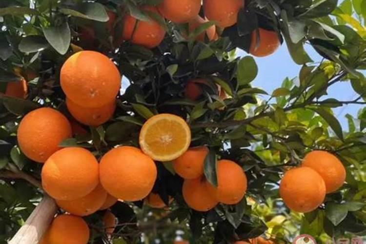 脐橙施什么肥最好