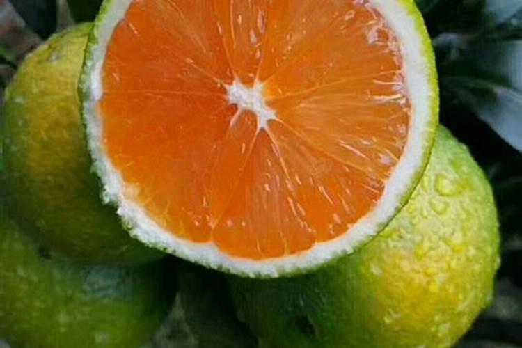 脐橙有哪些专用肥 如何进行施肥