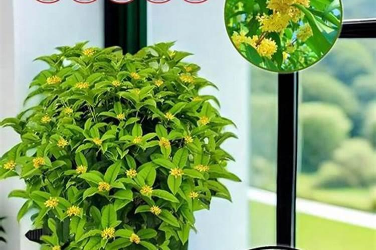 硼肥的用法及用量