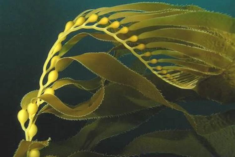 鸡粪有机肥国家标准的含量