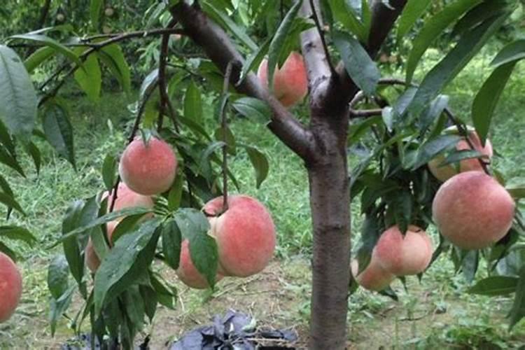 桃树中的氮有哪些作用？